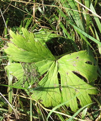 Aconitum lasiostomum