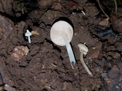 Entoloma stylophorum