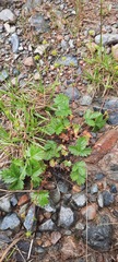 Potentilla gelida