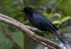 Ptiloxena atroviolacea