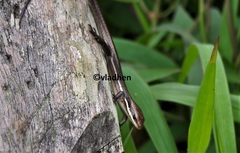 Marisora brachypoda