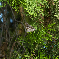 Asterocampa celtis antonia