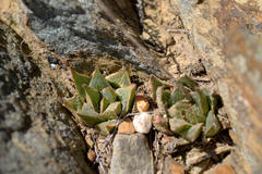 Haworthia mirabilis triebneriana