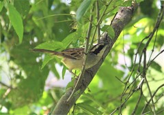 Peucaea ruficauda acuminata