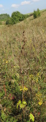 Aconitum lasiostomum