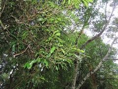 Cola natalensis
