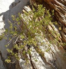 Pentatrichia petrosa