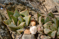 Haworthia mirabilis triebneriana