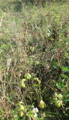 Aconitum lasiostomum
