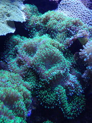 Anthozoa