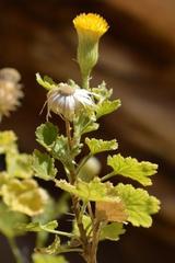 Pentatrichia petrosa