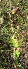 Aconitum lasiostomum