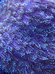 Anthozoa