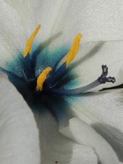 Aristea cantharophila