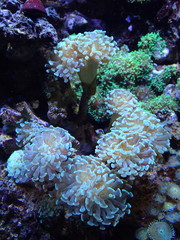 Anthozoa