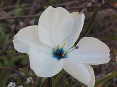 Aristea cantharophila