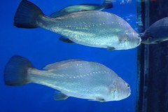 Argyrosomus