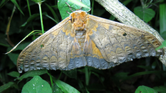 Pseudobunaea tyrrhena