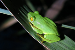 Hyperolius tuberilinguis