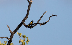 Icterus melanopsis