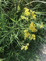 Euthamia graminifolia