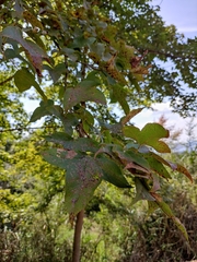 Liquidambar formosana