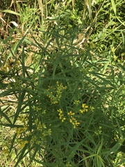 Euthamia graminifolia