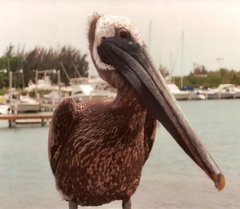 Pelecanus occidentalis