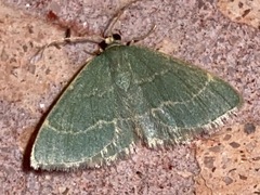 Chlorochlamys phyllinaria