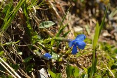 Gentiana brachyphylla