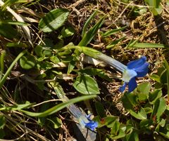 Gentiana brachyphylla