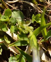 Gentiana brachyphylla