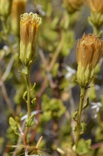 Rigtersveld Draaibos (Pegolettia gariepina)