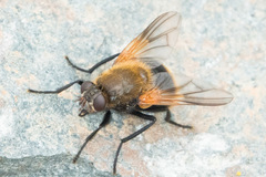 Mesembrina decipiens