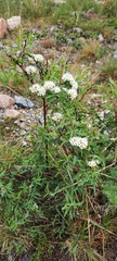 Spiraea alpina