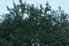 Bridelia micrantha