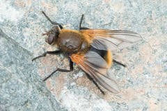 Mesembrina decipiens