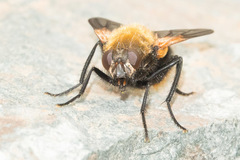 Mesembrina decipiens