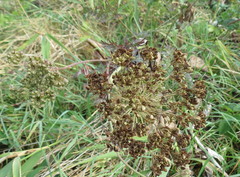 Selinum carvifolia