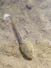 Pelophylax perezi
