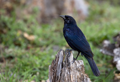 Ptiloxena atroviolacea