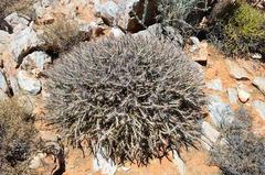 Monsonia salmoniflora