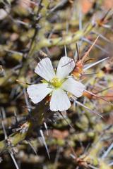 Monsonia salmoniflora