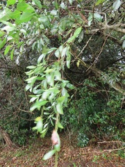 Secamone gerrardii