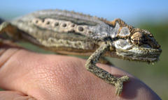 Bradypodion gutturale