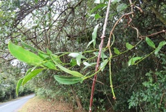 Secamone gerrardii