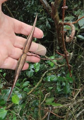 Secamone gerrardii