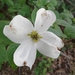 Flowering Dogwood - Photo (c) Ryan_Diener, some rights reserved (CC BY-NC)
