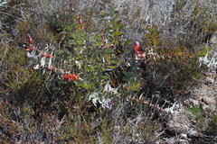 Protea amplexicaulis