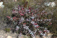 Protea amplexicaulis